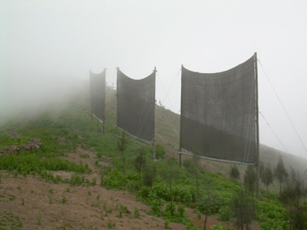 Harvesting Fog Water