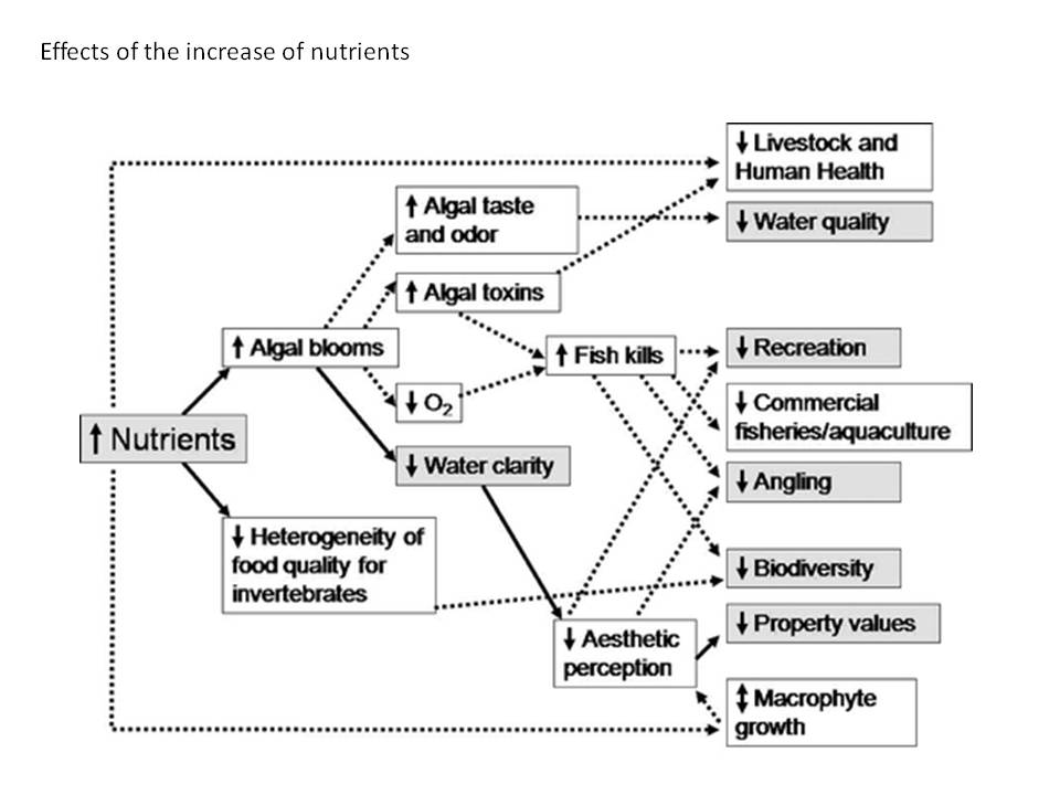 effects of the increase of nutrients