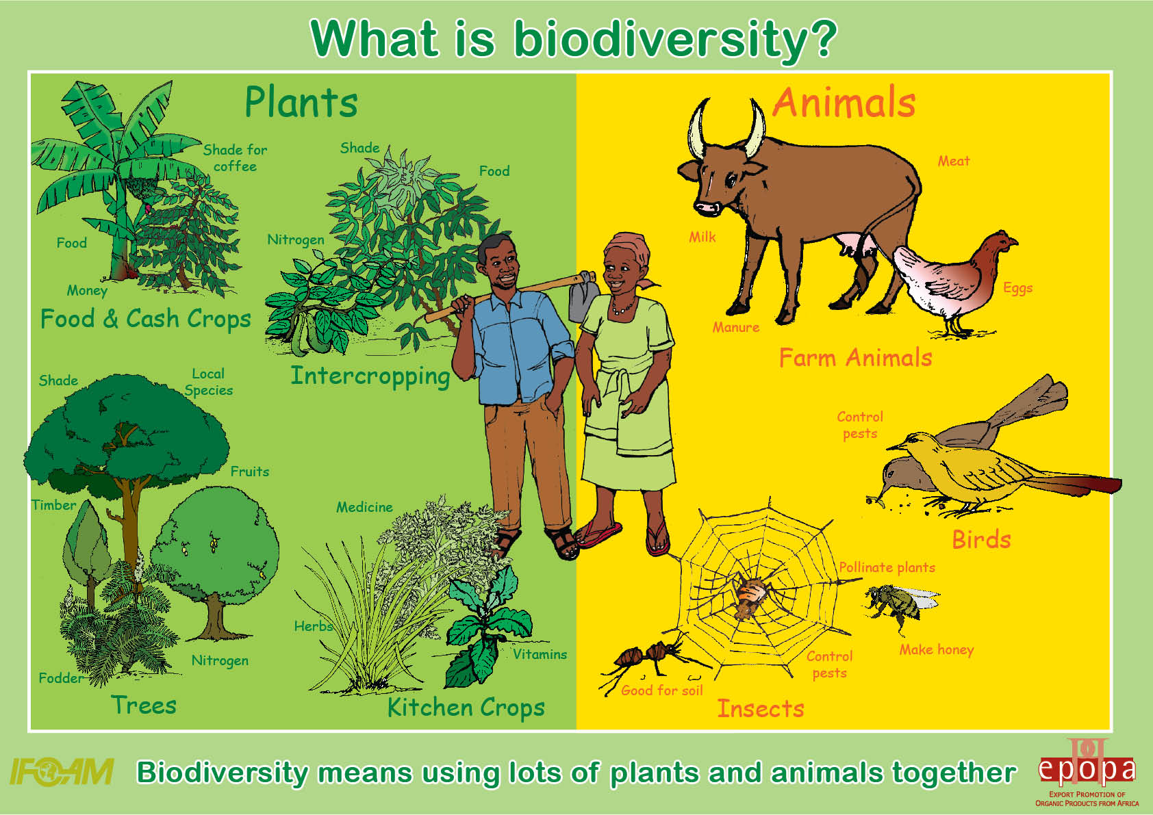 What is biodiversity