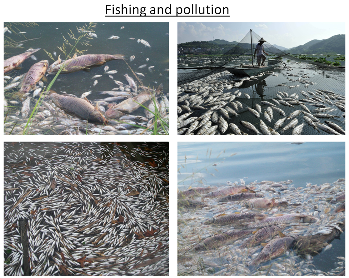 Fishing and pollution