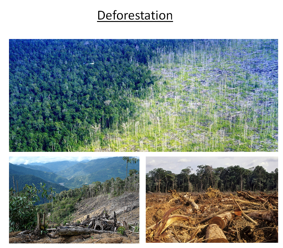 deforestation