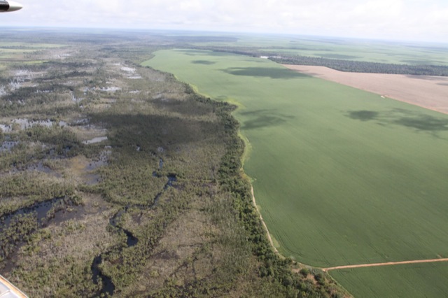 Amazon reforestation