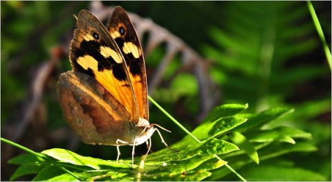Multitude of Species Face Climate Threat Multitude of Species Face Climate Threat
