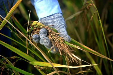 Stockpiling seeds today saves plants for the future Stockpiling seeds today saves plants for the future