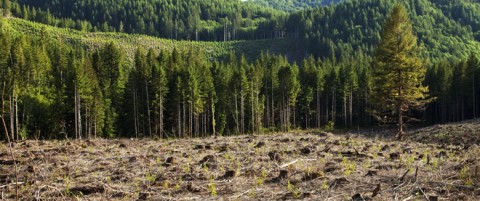 China’s Reforestation Programs: Big Success or Just an Illusion? China’s Reforestation Programs: Big Success or Just an Illusion?