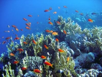 Corals 'Could Survive a More Acidic Ocean' Corals 'Could Survive a More Acidic Ocean'