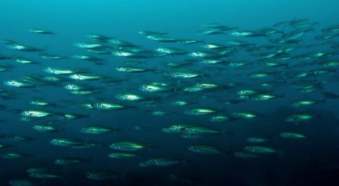 In Mackerel's Plunder, Hints of Epic Fish Collapse