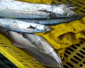 Ocean warming may complicate the future of fisheries resources in several region