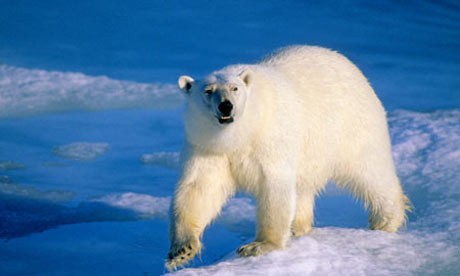 Arctic oil rush will ruin ecosystem, warns Lloyd's of London