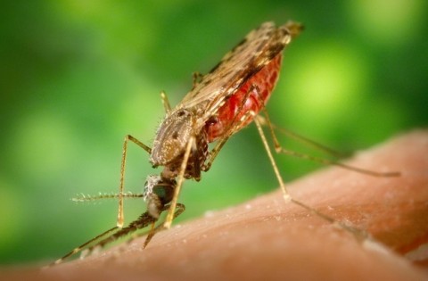 A Remnant From Algae In Malaria Parasite May Prove Its Weakness