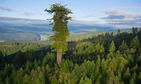 World's giant trees are dying off rapidly, studies show