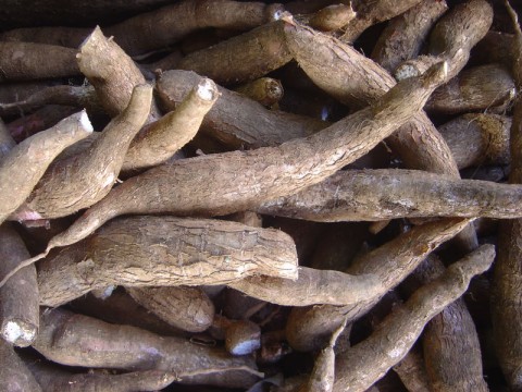 Cassava 'offers climate change hope' for Africa