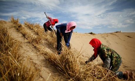 Farm workers in Yinchuan, China. Most of the world's available land is already b