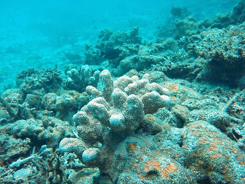 Pace of Ocean Acidification Has No Parallel in 300 Million Years, Paper Says