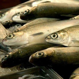fish fish