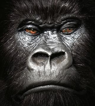 Gorillas, tigers at risk due to climate change-report Gorillas, tigers at risk due to climate change-report