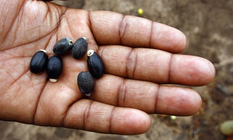 A worker shows Jatropha seeds in Manica province A worker shows Jatropha seeds in Manica province