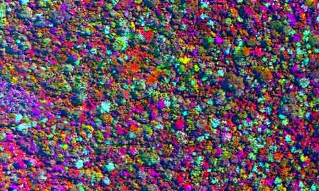 Amazon rainforest mapped in unprecedented detail Amazon rainforest mapped in unprecedented detail