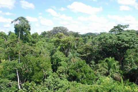 Rising Ocean Temperatures Prime Amazon Rainforest for Fire Rising Ocean Temperatures Prime Amazon Rainforest for Fire