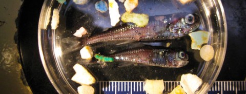 Scripps Study Finds Plastic in Nine Percent of 'Garbage Patch' Fishes Scripps Study Finds Plastic in Nine Percent of 'Garbage Patch' Fishes