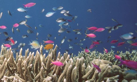 The Global Partnership for Oceans is a political boost for the world’s over-fished, heavily polluted and increasingly warming oceans. Photograph: James Cook University/AFP/Getty Images The Global Partnership for Oceans is a political boost for the world’s over-fish