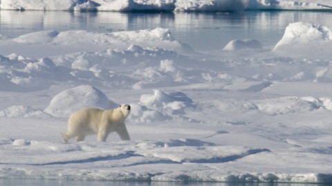 Canadian Arctic nearly loses entire ice shelf from global warming 