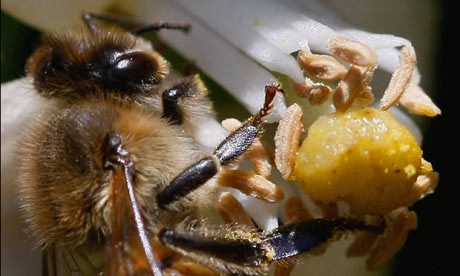 Pesticides linked to honeybee decline