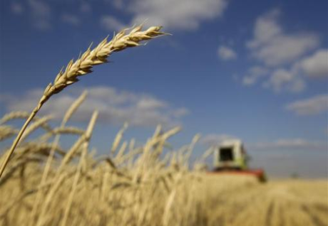 Extreme heat hurts wheat yields as world warms-study Extreme heat hurts wheat yields as world warms-study